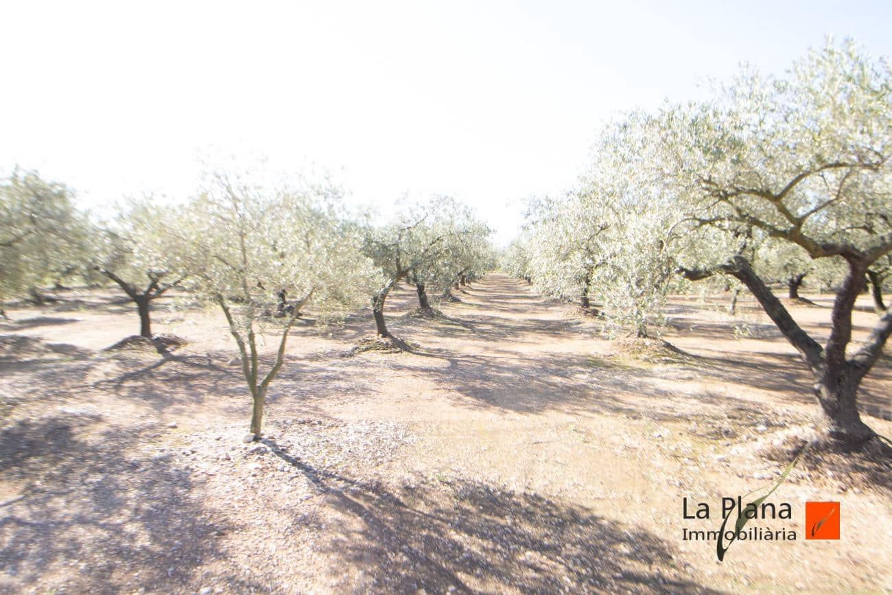 Grunde uden byggetilladelser til salg i Santa Barbara - € 29.800 (Ref: 7866414)