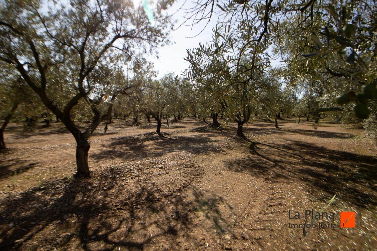 Grunde uden byggetilladelser til salg i Santa Barbara - € 29.800 (Ref: 7866414)