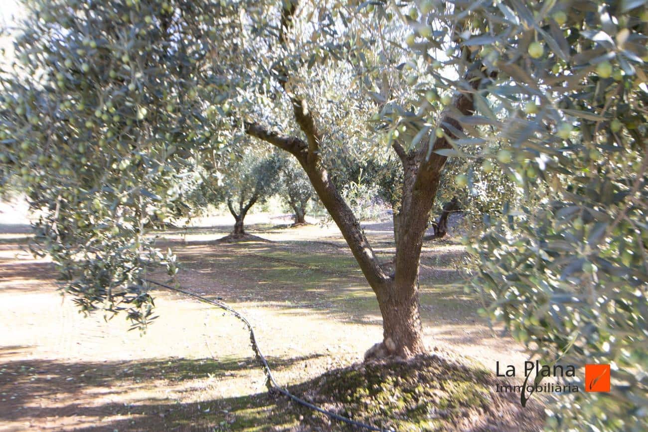 Grunde uden byggetilladelser til salg i Santa Barbara - € 29.800 (Ref: 7866414)