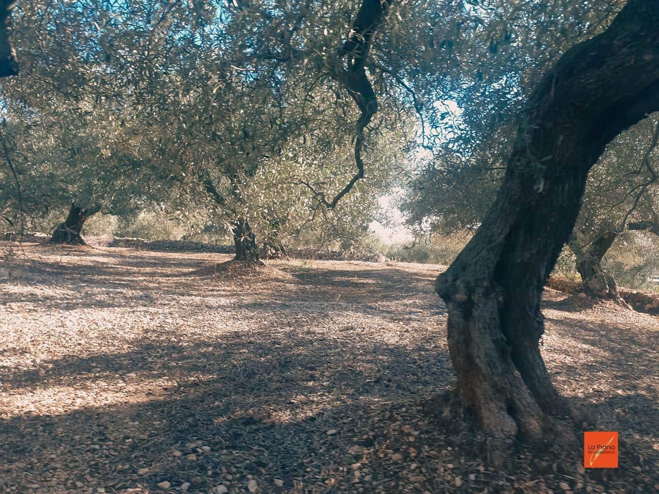 Ubebygd land til salgs i Sant Carles de la Rapita - € 96 500 (Ref: 7948335)