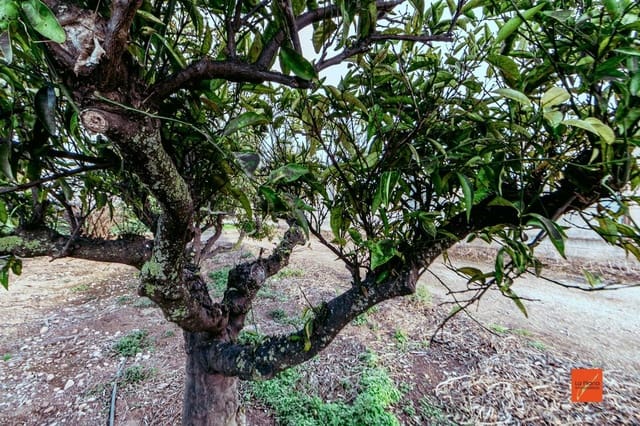 4 bedroom Finca/Country House for sale in Santa Bàrbara with pool - € 349,000 (Ref: 8158678)