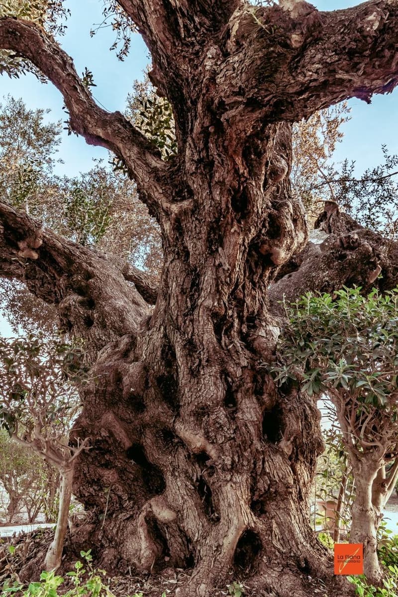 4 bedroom Finca/Country House for sale in Santa Barbara with pool - € 349,000 (Ref: 8158678)