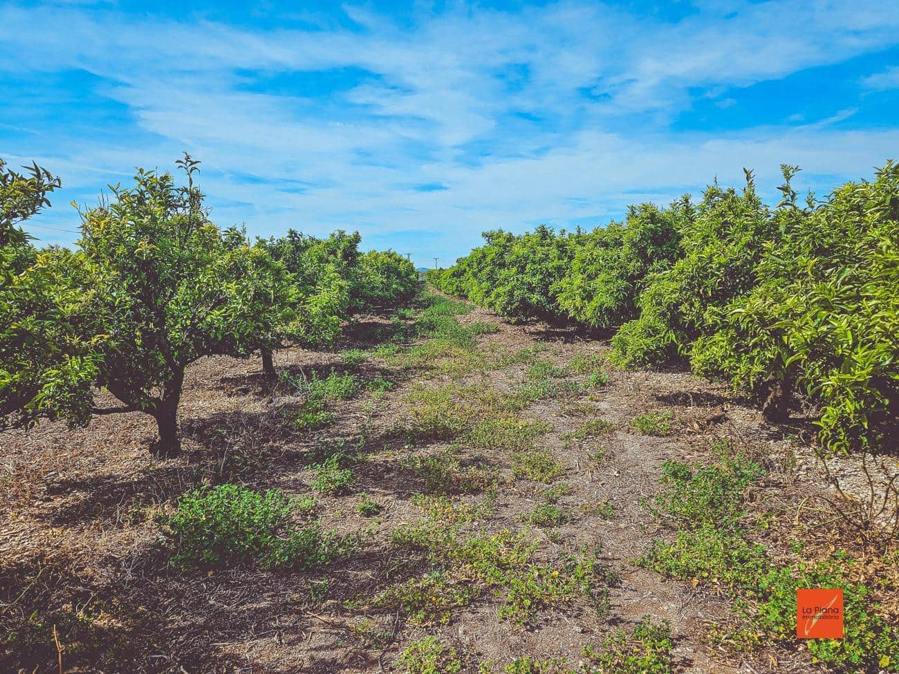 Grunde uden byggetilladelser til salg i Santa Barbara - € 230.000 (Ref: 8419779)