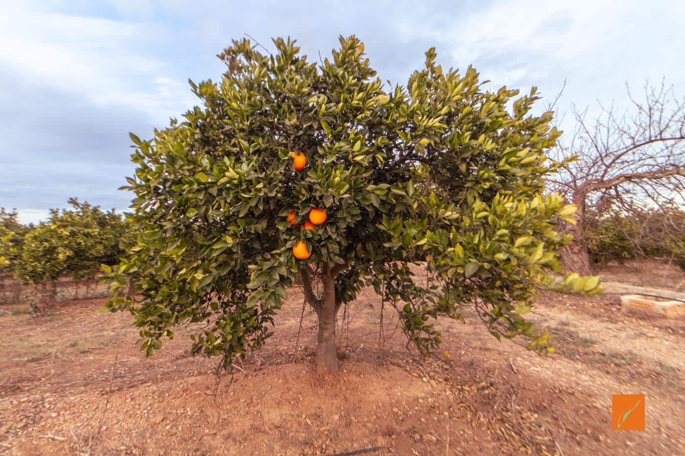 7 soveværelse Finca/Landehus til salg i Masdenverge med garage - € 785.000 (Ref: 8610465)