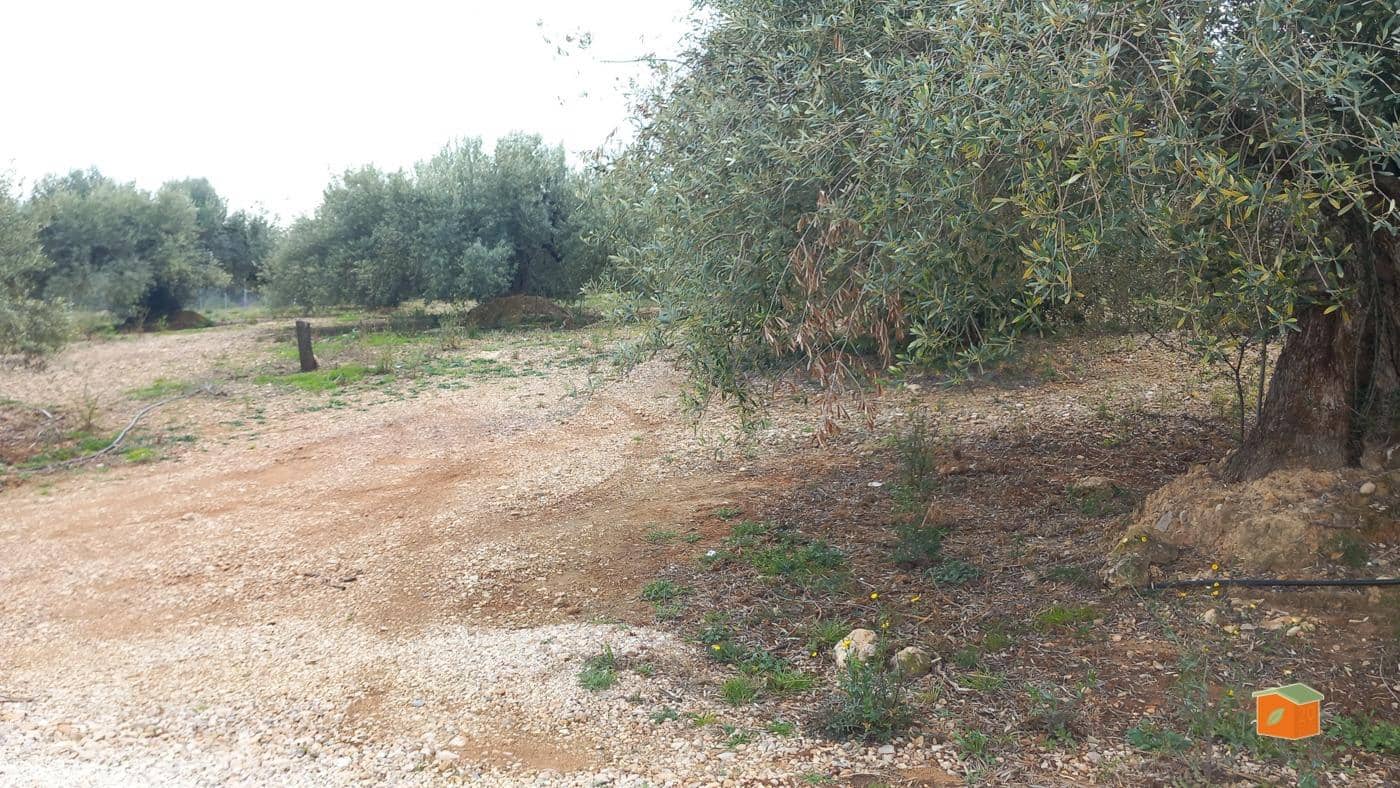 Grunde uden byggetilladelser til salg i Alcanar - € 17.000 (Ref: 8886015)