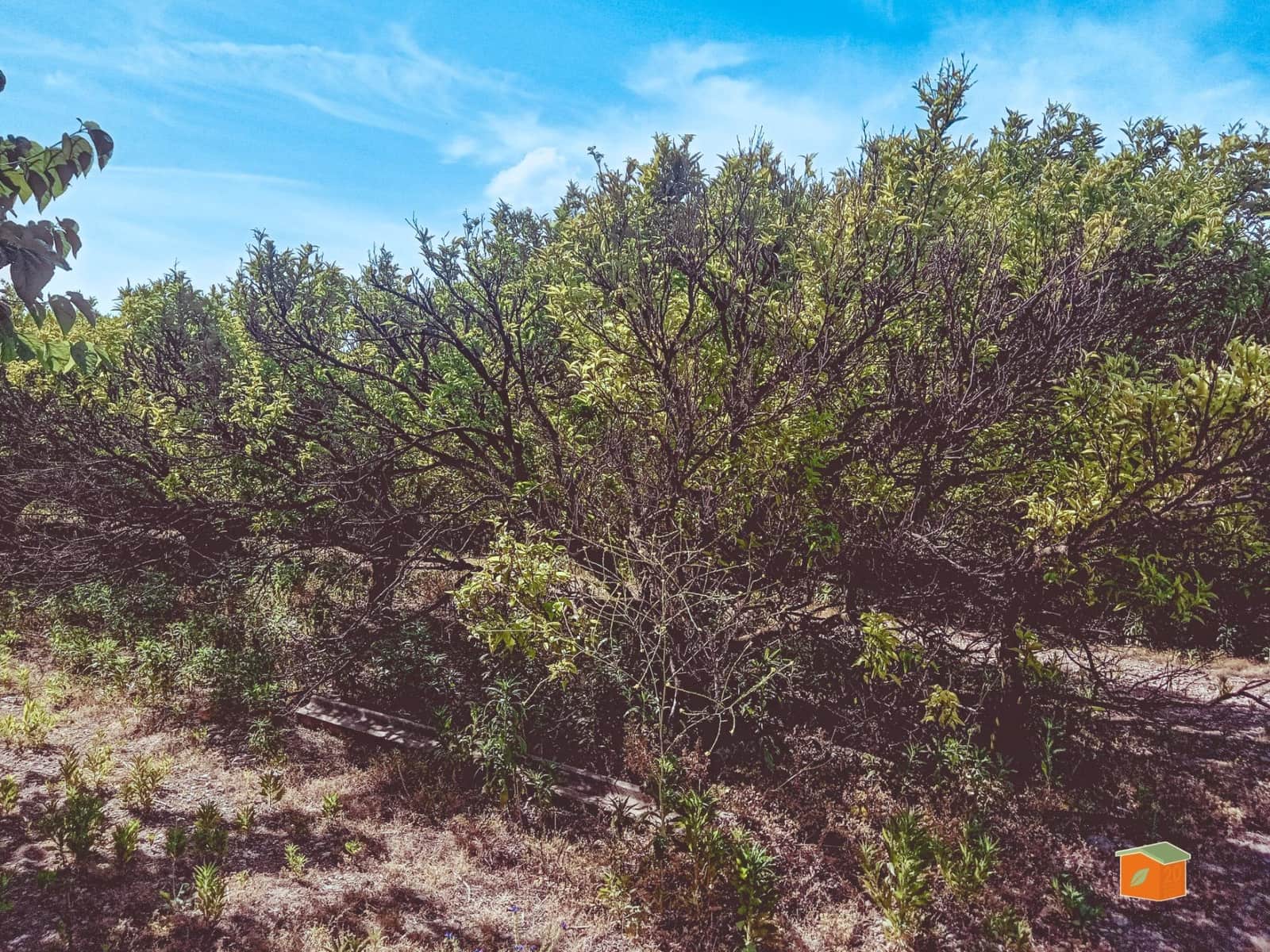 Grunde uden byggetilladelser til salg i Santa Barbara - € 35.000 (Ref: 9036818)