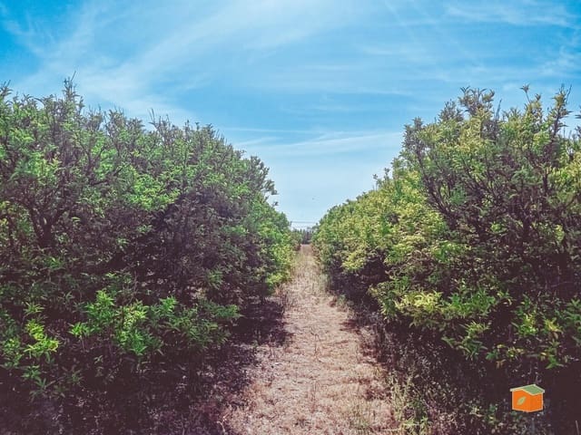 Undeveloped Land for sale in Santa Bàrbara - € 35,000 (Ref: 9036818)