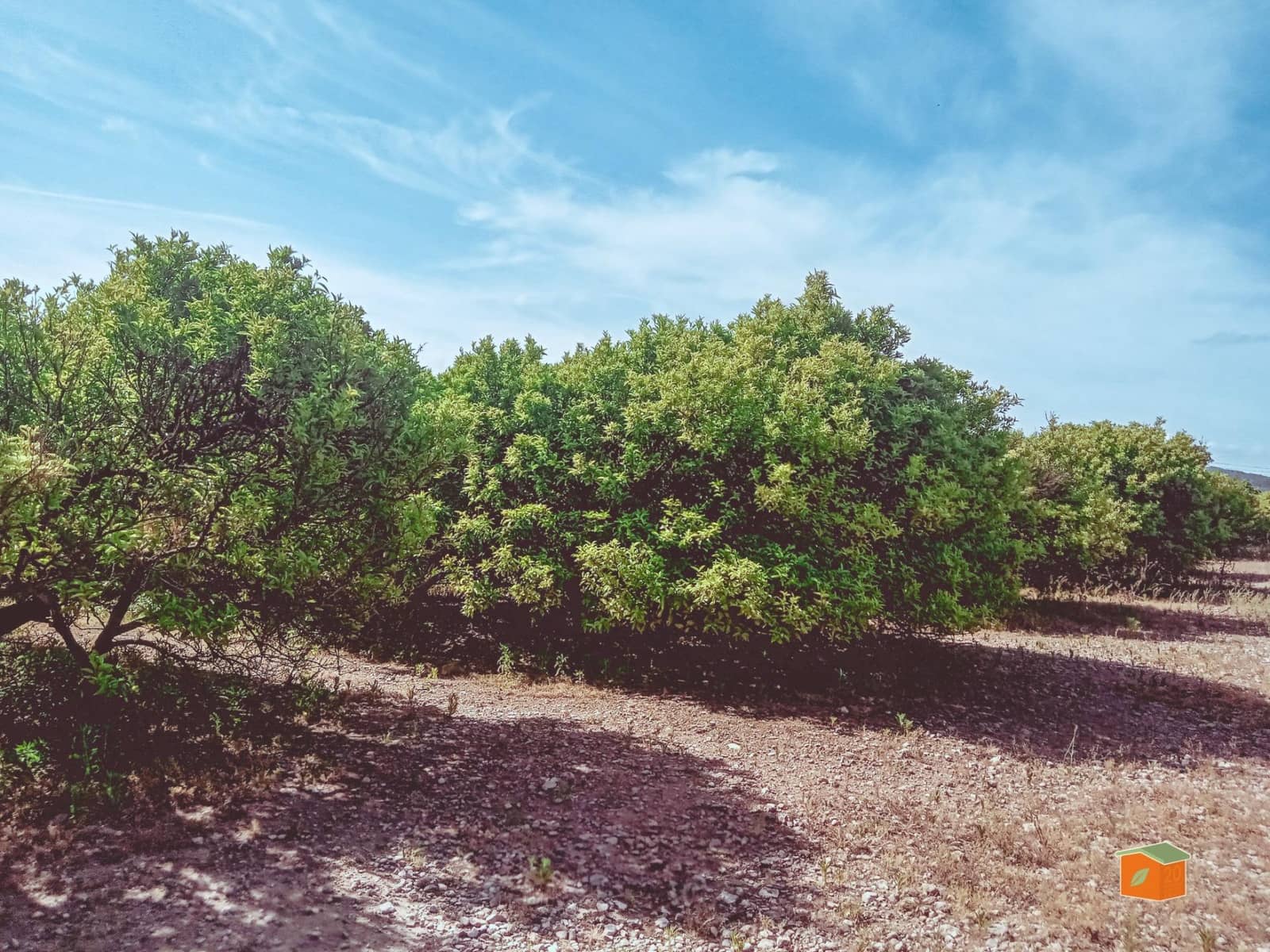 Grunde uden byggetilladelser til salg i Santa Barbara - € 35.000 (Ref: 9036818)