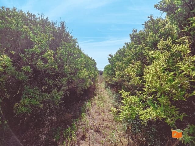 Undeveloped Land for sale in Santa Bàrbara - € 35,000 (Ref: 9036818)