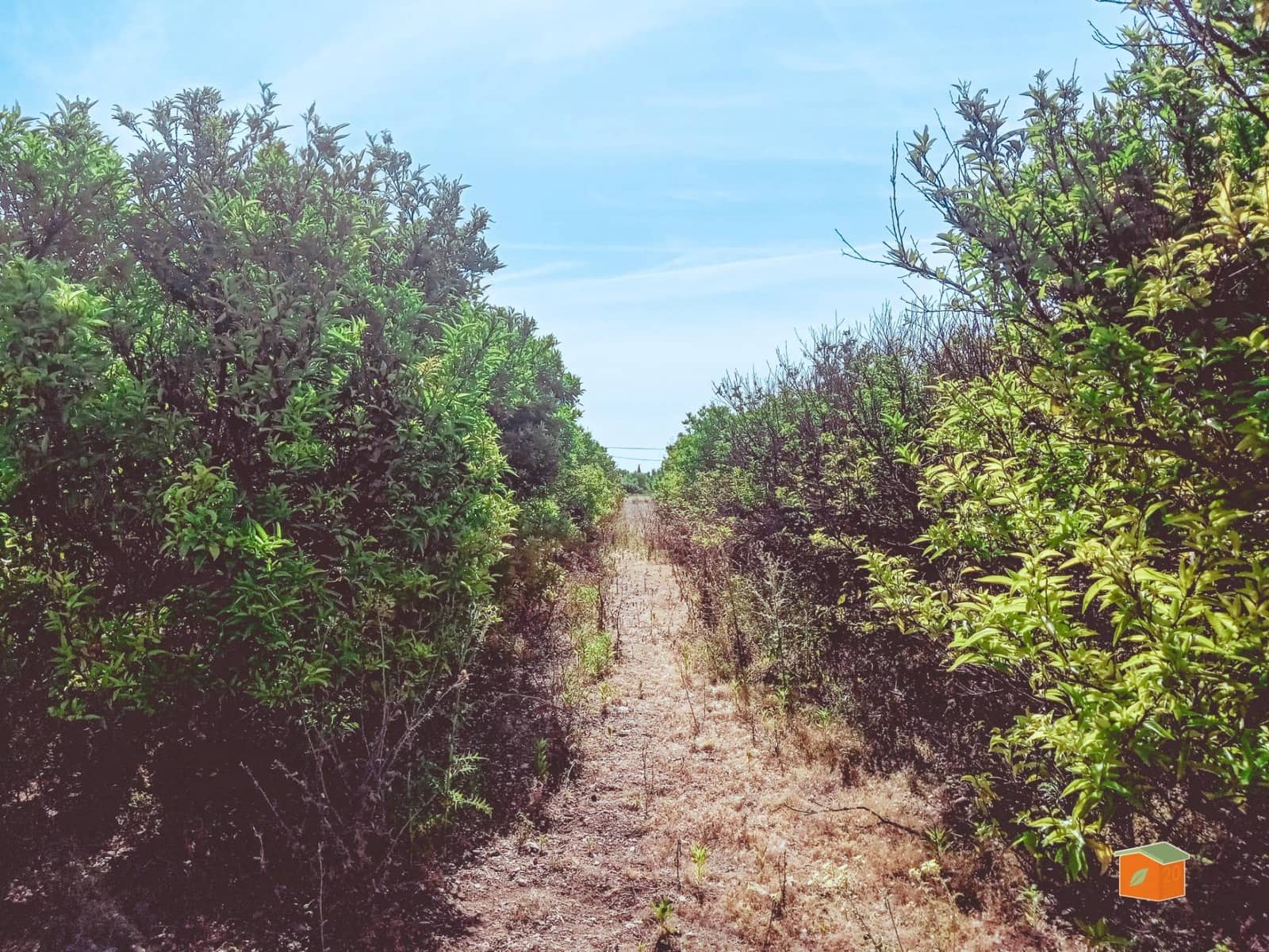 Grunde uden byggetilladelser til salg i Santa Barbara - € 35.000 (Ref: 9036818)