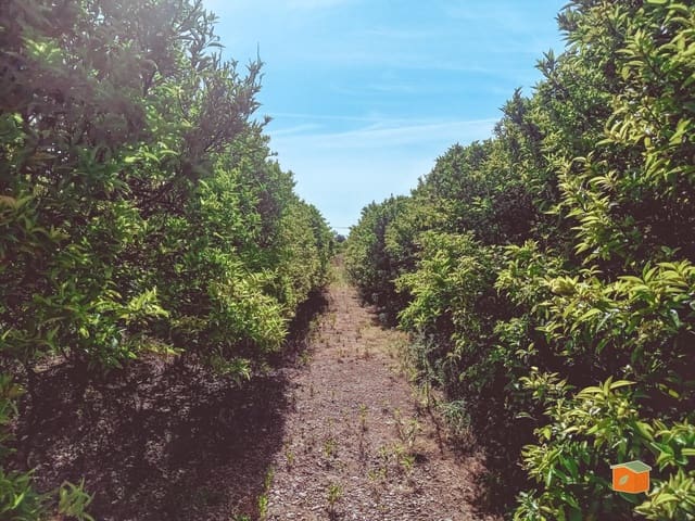 Undeveloped Land for sale in Santa Bàrbara - € 35,000 (Ref: 9036818)