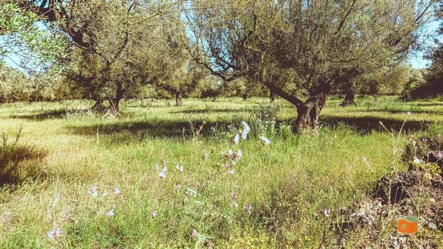 Rakentamaton maa myytävänä paikassa Ulldecona - 17 500 € (Ref: 9118868)