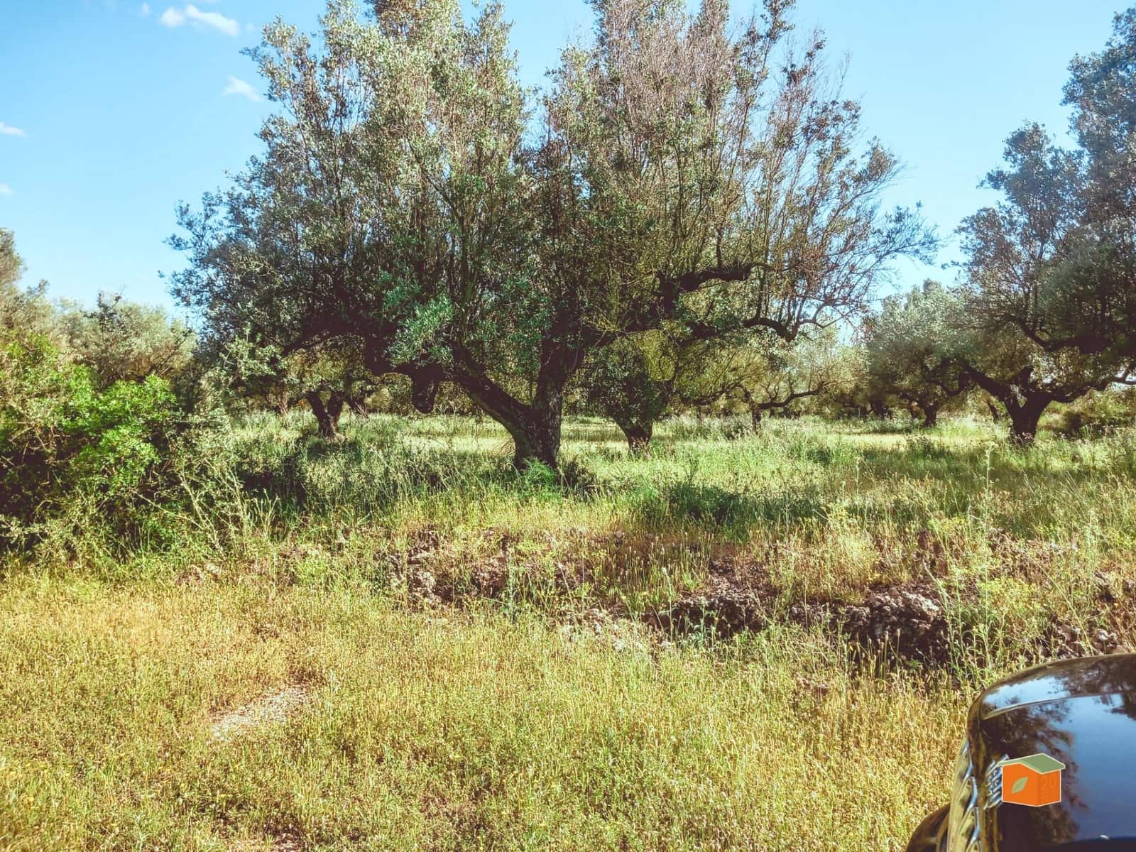 Ubebygd land til salgs i Ulldecona - € 17 500 (Ref: 9118868)