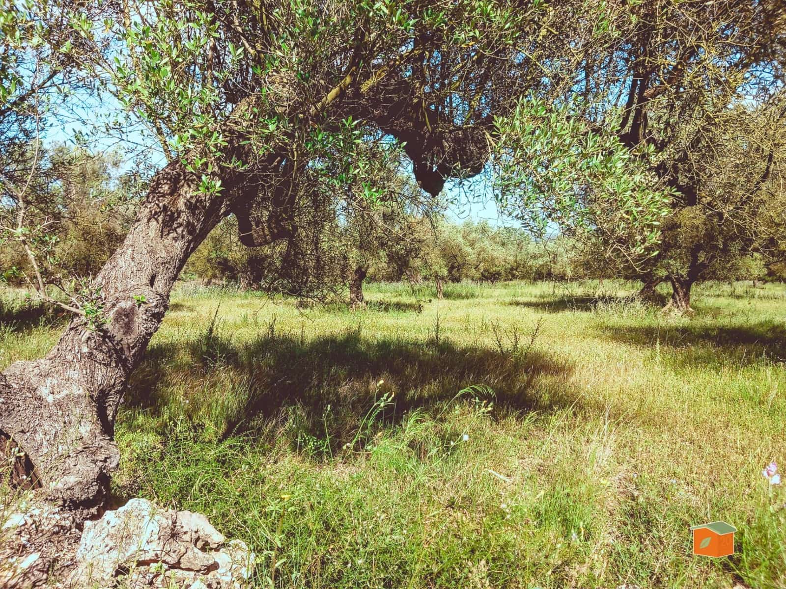 Ubebygd land til salgs i Ulldecona - € 17 500 (Ref: 9118868)