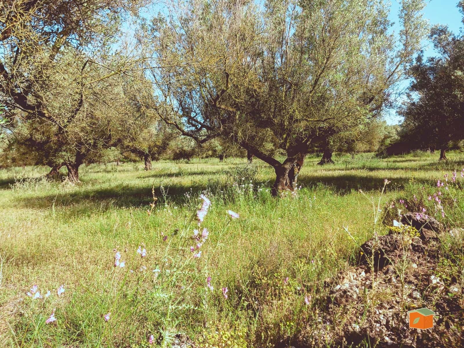 Ubebygd land til salgs i Ulldecona - € 17 500 (Ref: 9118868)