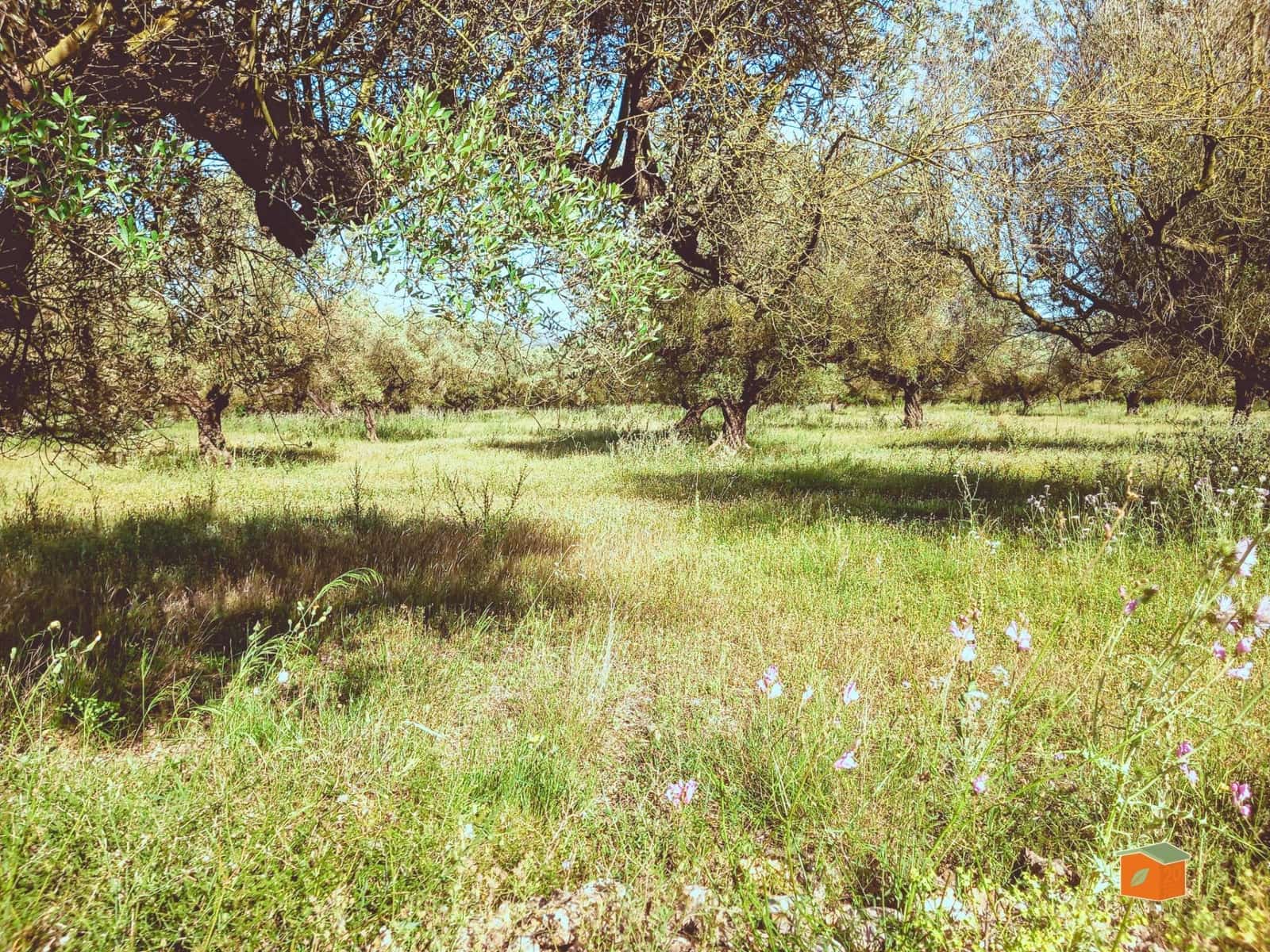 Ubebygd land til salgs i Ulldecona - € 17 500 (Ref: 9118868)