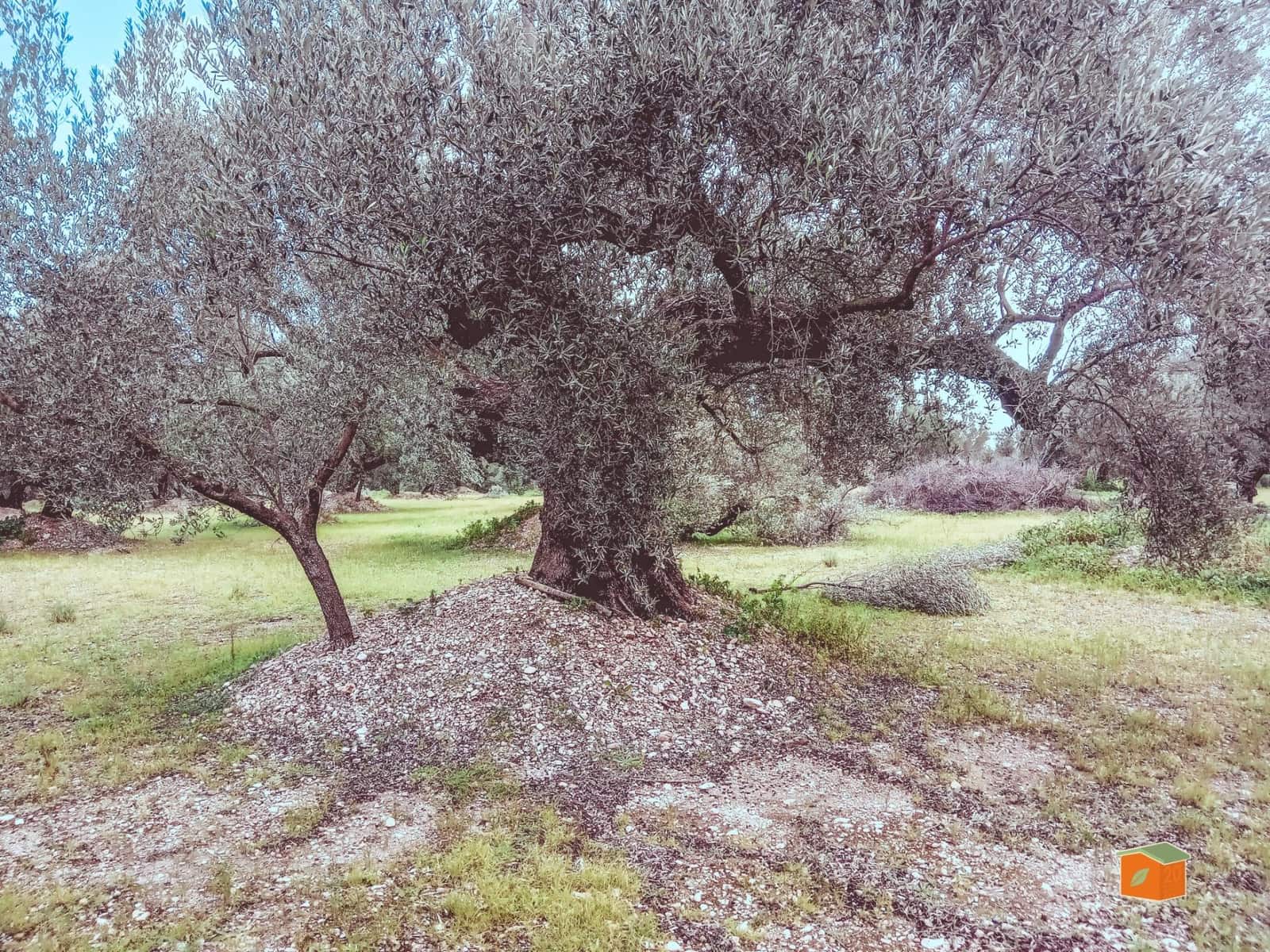 Finca/Country House for sale in Santa Barbara - € 39,000 (Ref: 9137308)