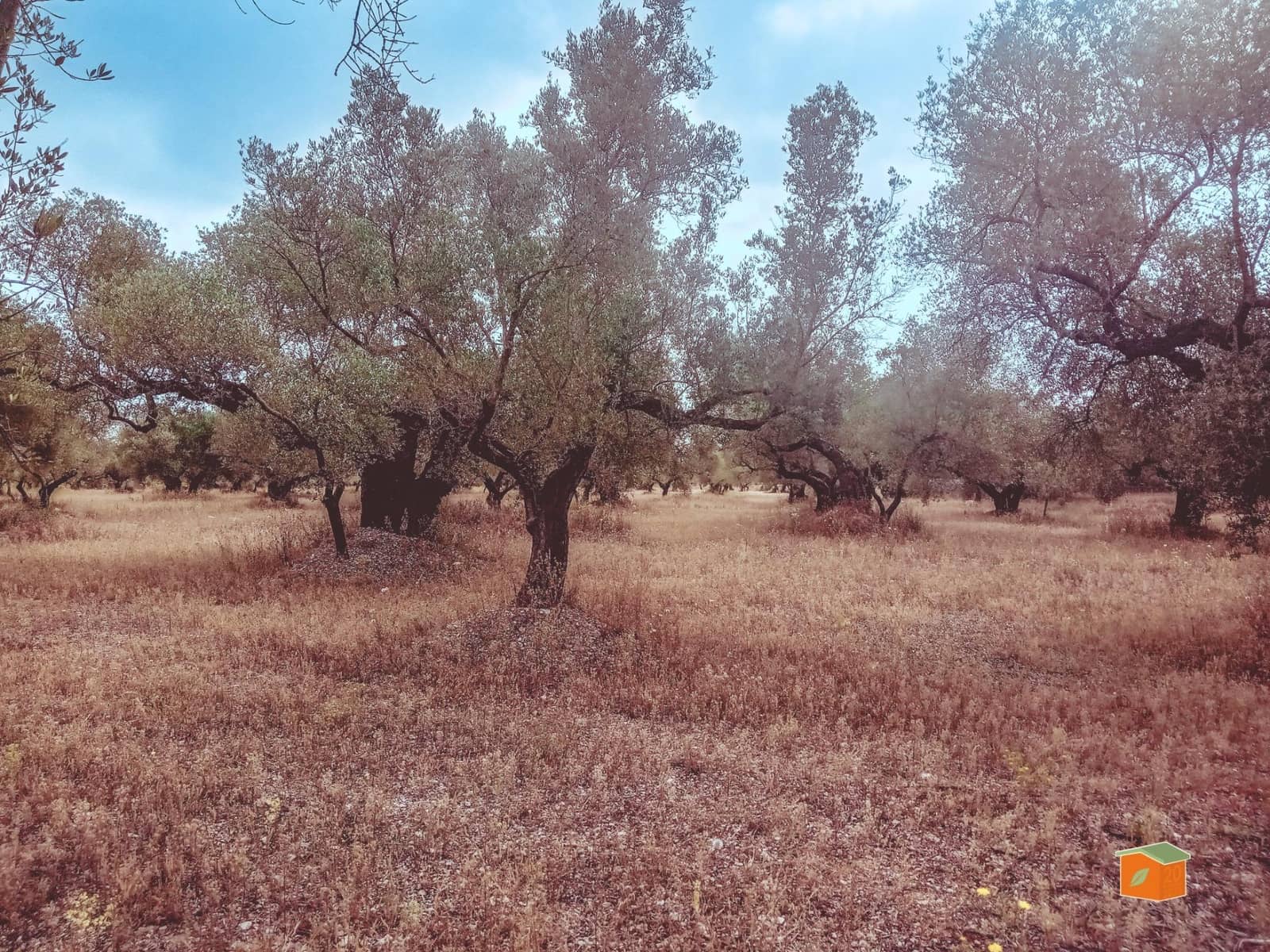 Finca/Country House for sale in Santa Barbara - € 39,000 (Ref: 9137308)