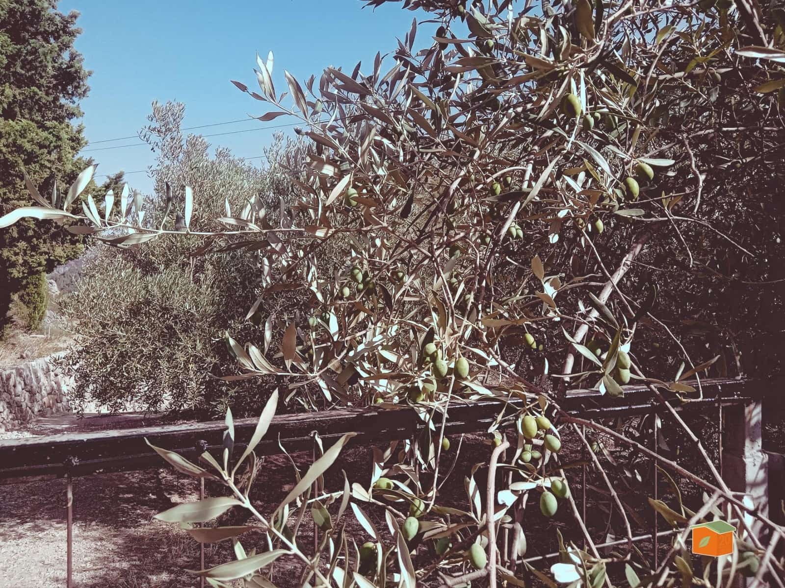 1 soverom Finca/Herregård til salgs i Pauls - € 95 000 (Ref: 9187127)