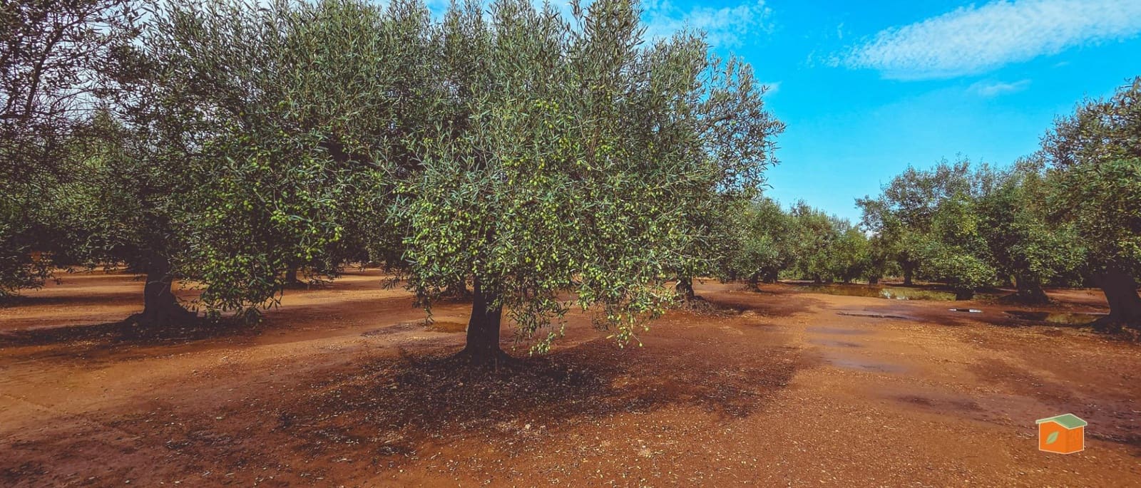 1 sypialnia Finka/Dom wiejski na sprzedaż w Godall z basenem - 57 000 € (Ref: 9396201)