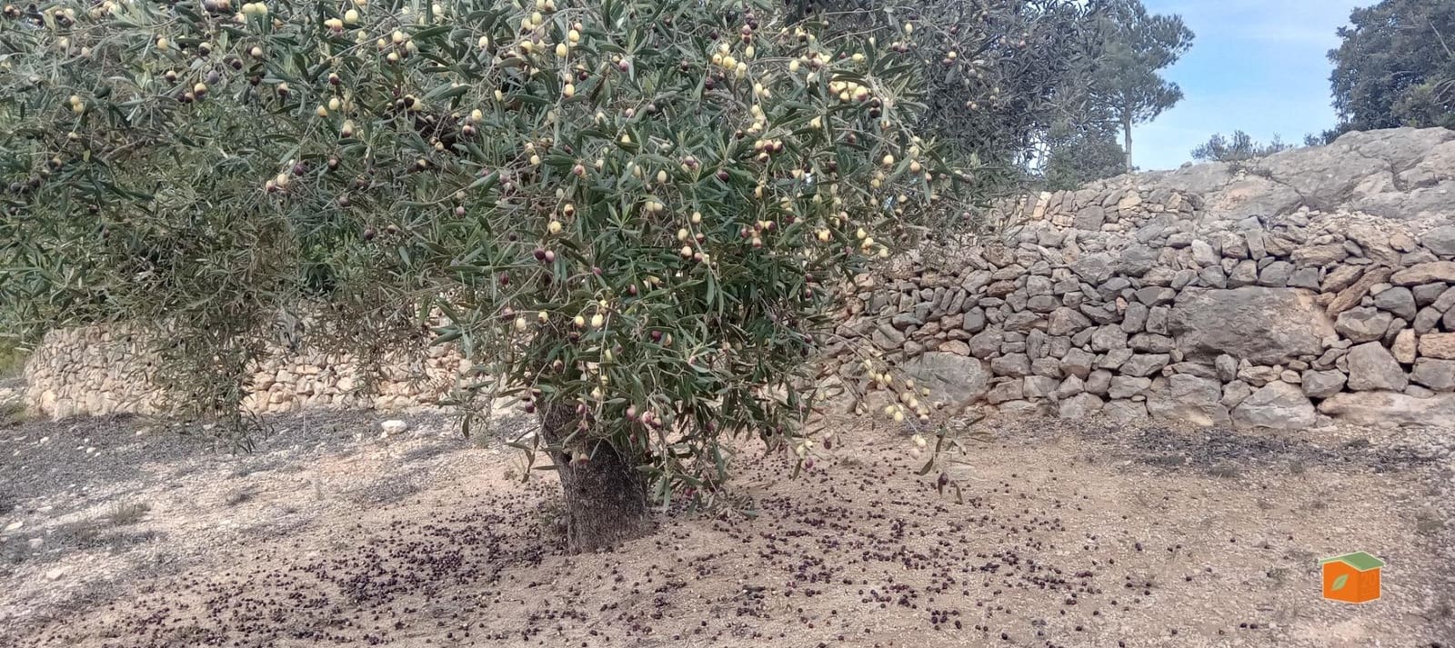 1 soveværelse Finca/Landehus til salg i Tortosa - € 58.000 (Ref: 9435949)