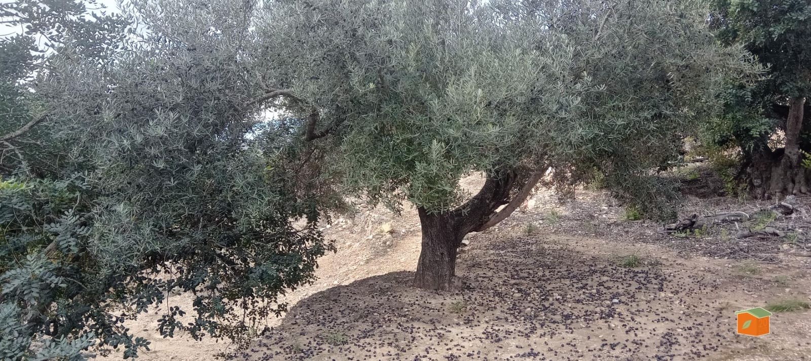 1 soveværelse Finca/Landehus til salg i Tortosa - € 58.000 (Ref: 9435949)