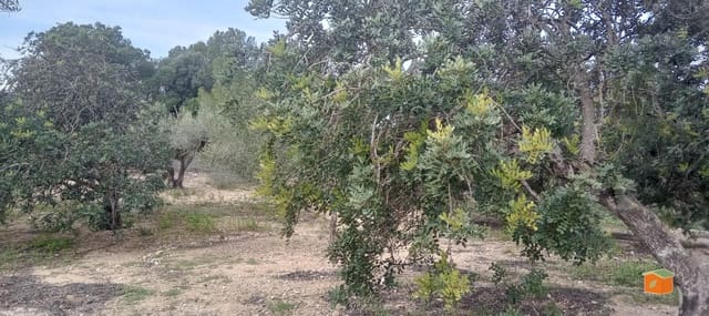 1 Zimmer Finca/Landgut zu verkaufen in Tortosa - 58.000 € (Ref: 9435949)