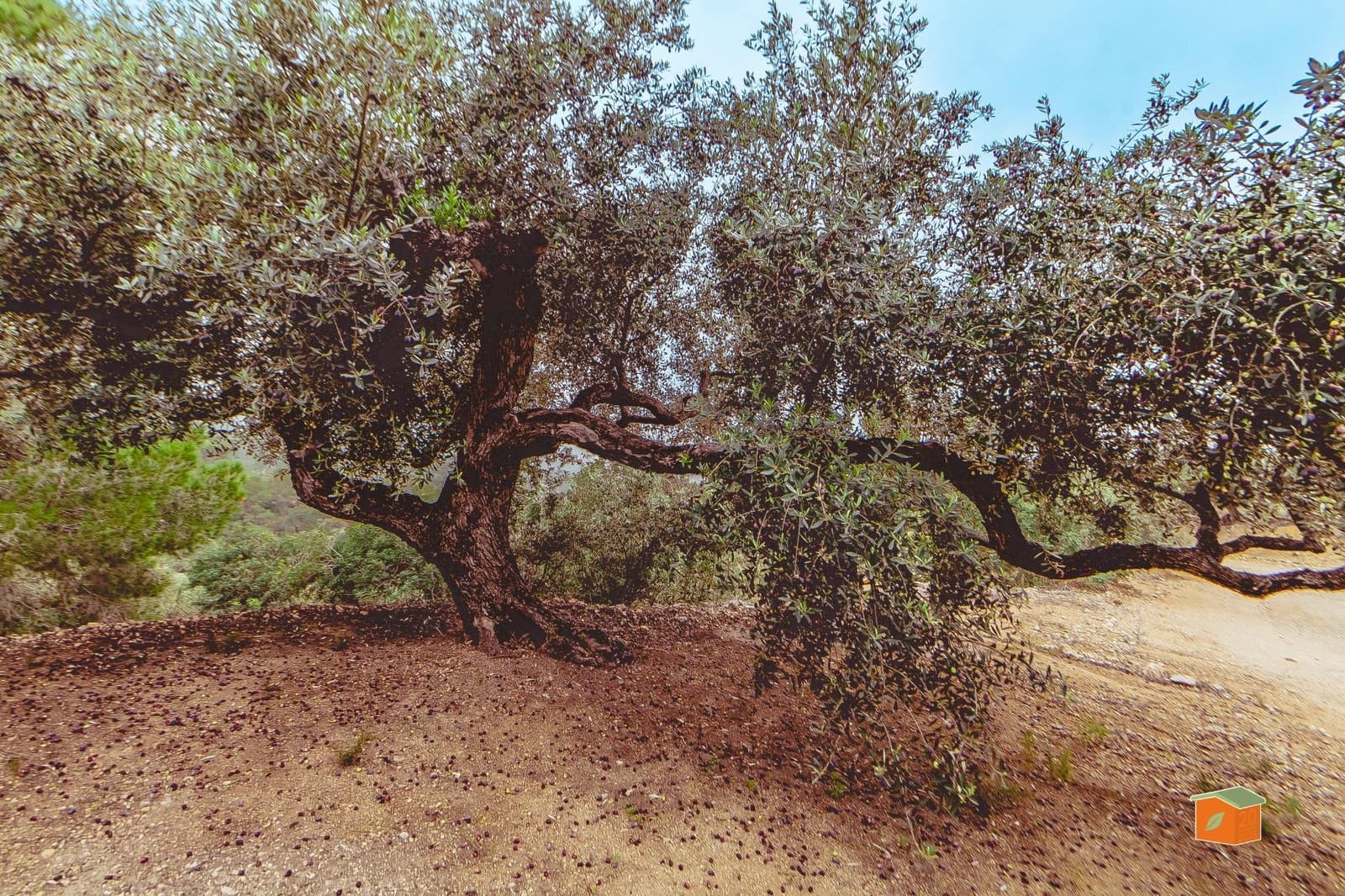 1 soveværelse Finca/Landehus til salg i Tortosa - € 58.000 (Ref: 9435949)