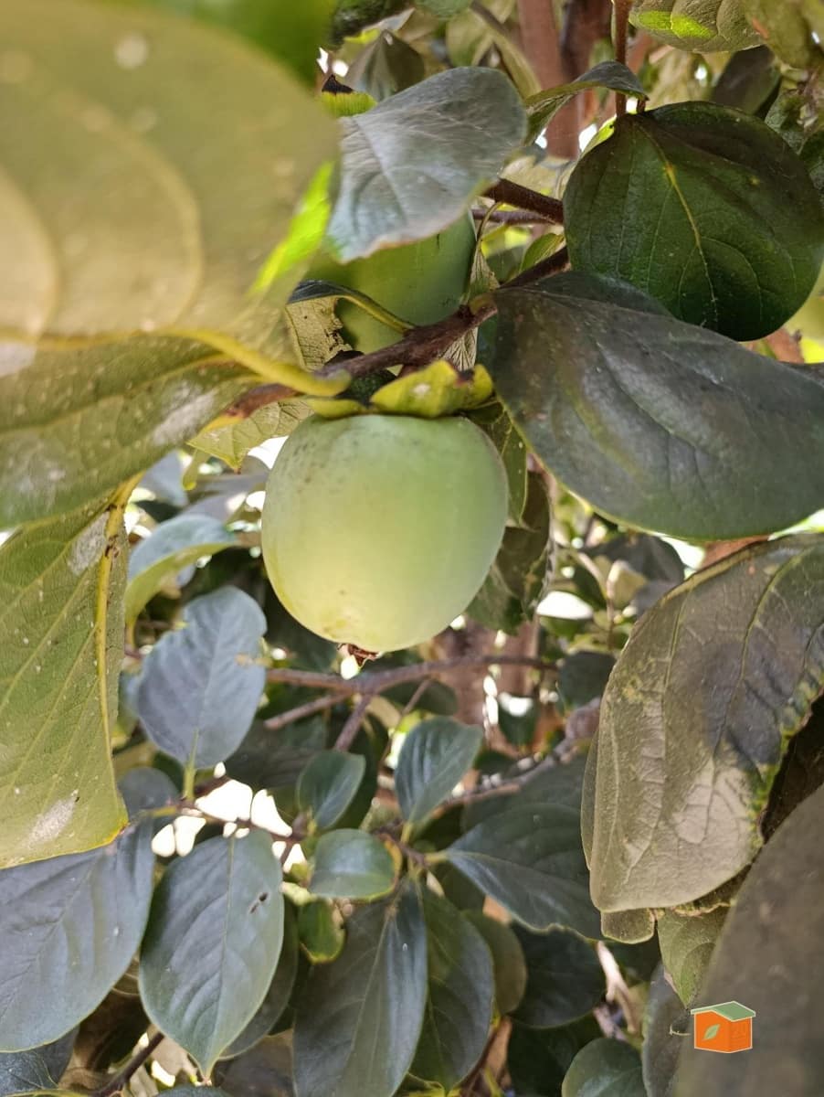 3 soveværelse Villa til salg i Deltebre - € 245.000 (Ref: 9571377)