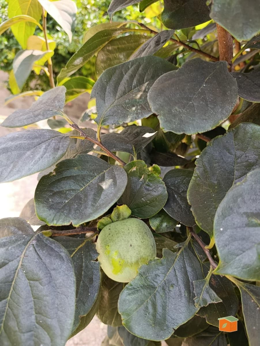 3 soveværelse Villa til salg i Deltebre - € 245.000 (Ref: 9571377)