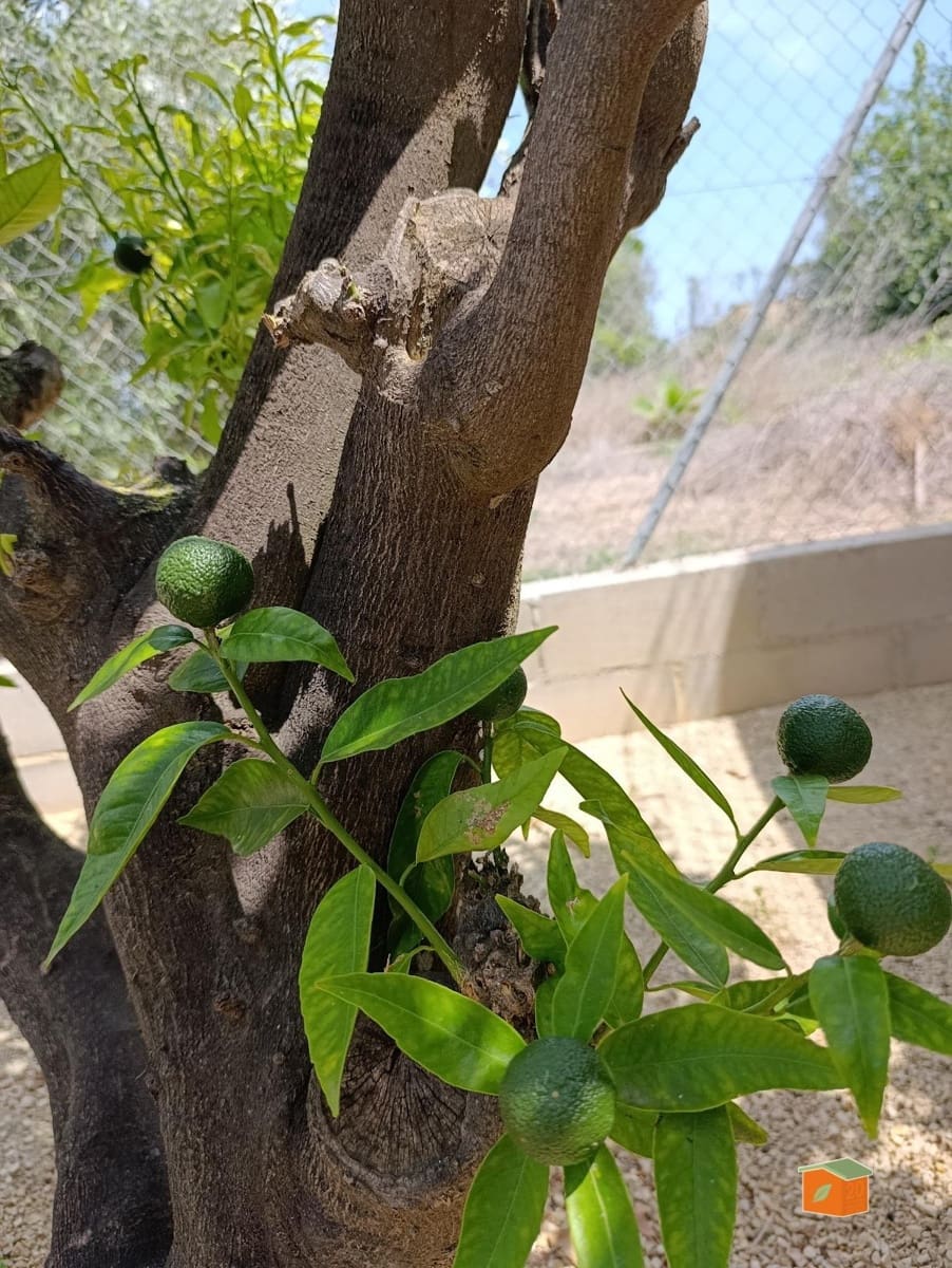 3 bedroom Villa for sale in Deltebre - € 239,000 (Ref: 9571377)