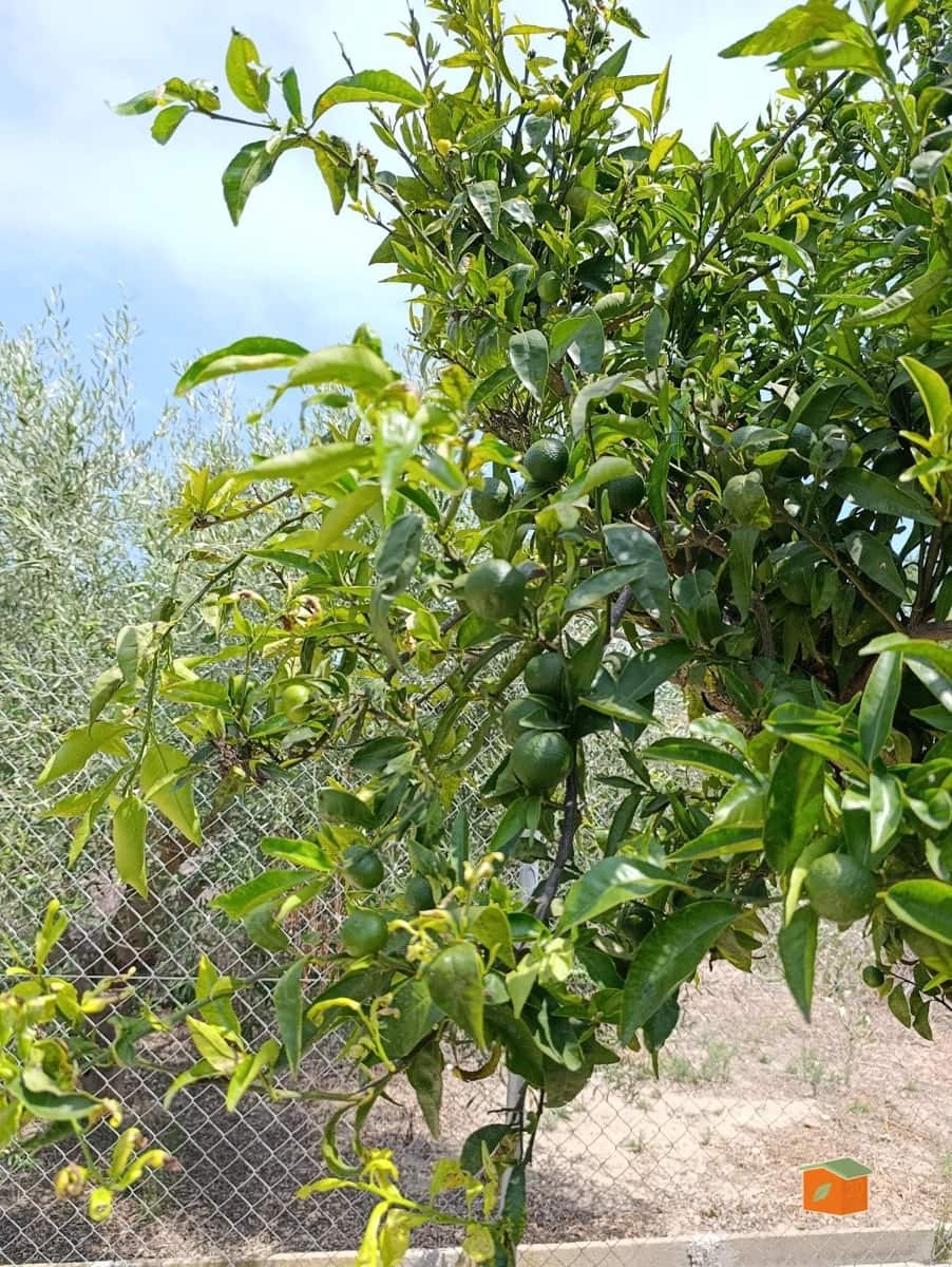 3 bedroom Villa for sale in Deltebre - € 239,000 (Ref: 9571377)