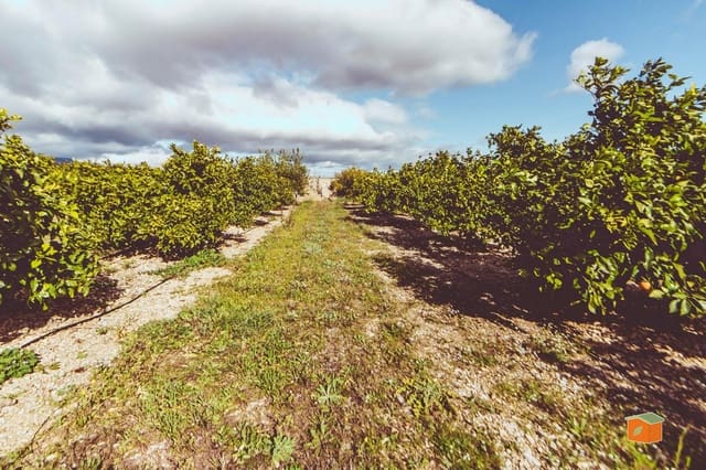 Grunde uden byggetilladelser til salg i Santa Bàrbara - € 38.500 (Ref: 9978998)