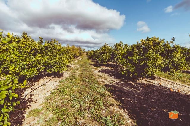 Grunde uden byggetilladelser til salg i Santa Bàrbara - € 38.500 (Ref: 9978998)