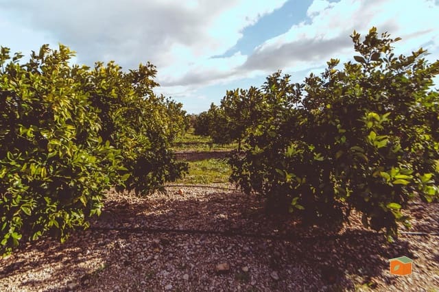 Grunde uden byggetilladelser til salg i Santa Bàrbara - € 38.500 (Ref: 9978998)