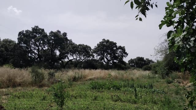 Działka budowlana na sprzedaż w Alcolea, Miasto Kordoba - 55 000 € (Ref: 9359914)