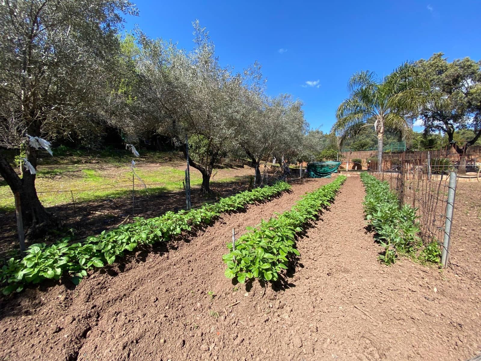 7 soverom Villa til salgs i Cordoba by med svømmebasseng garasje - € 430 000 (Ref: 9359943)