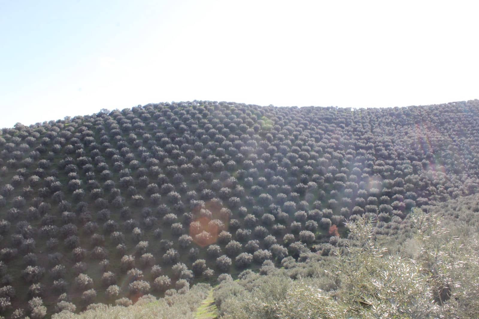 5 soveværelse Finca/Landehus til salg i Pozoblanco med swimmingpool garage - € 160.000 (Ref: 9359965)