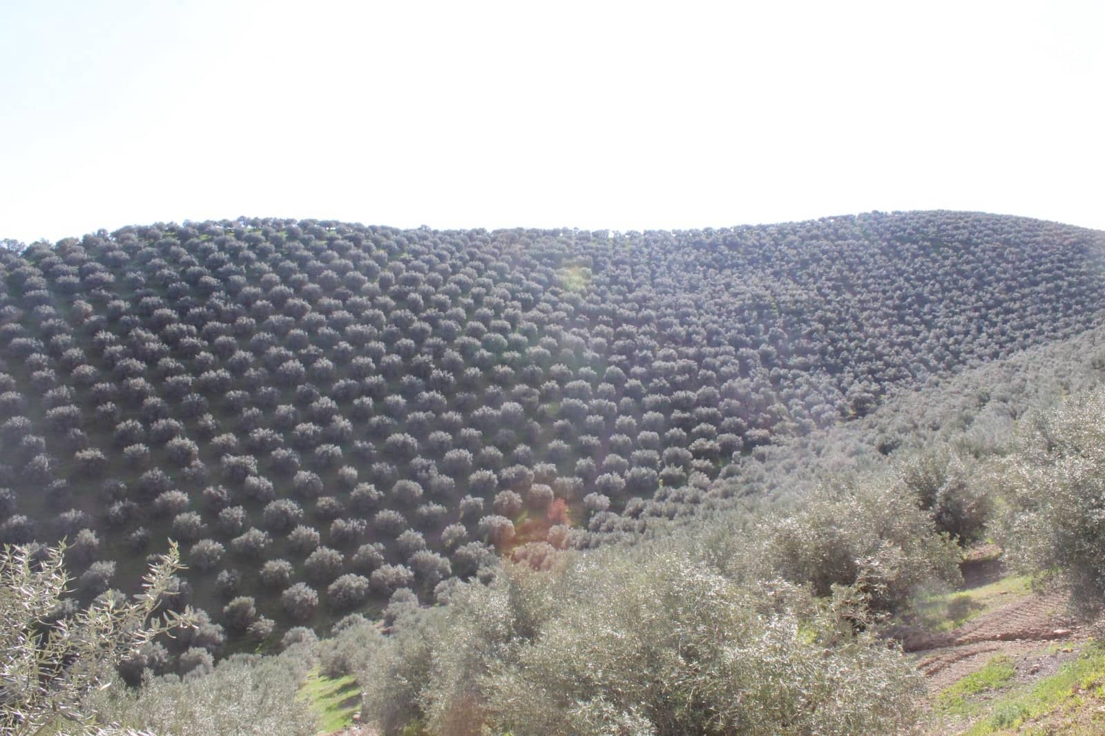 5 soveværelse Finca/Landehus til salg i Pozoblanco med swimmingpool garage - € 160.000 (Ref: 9359965)