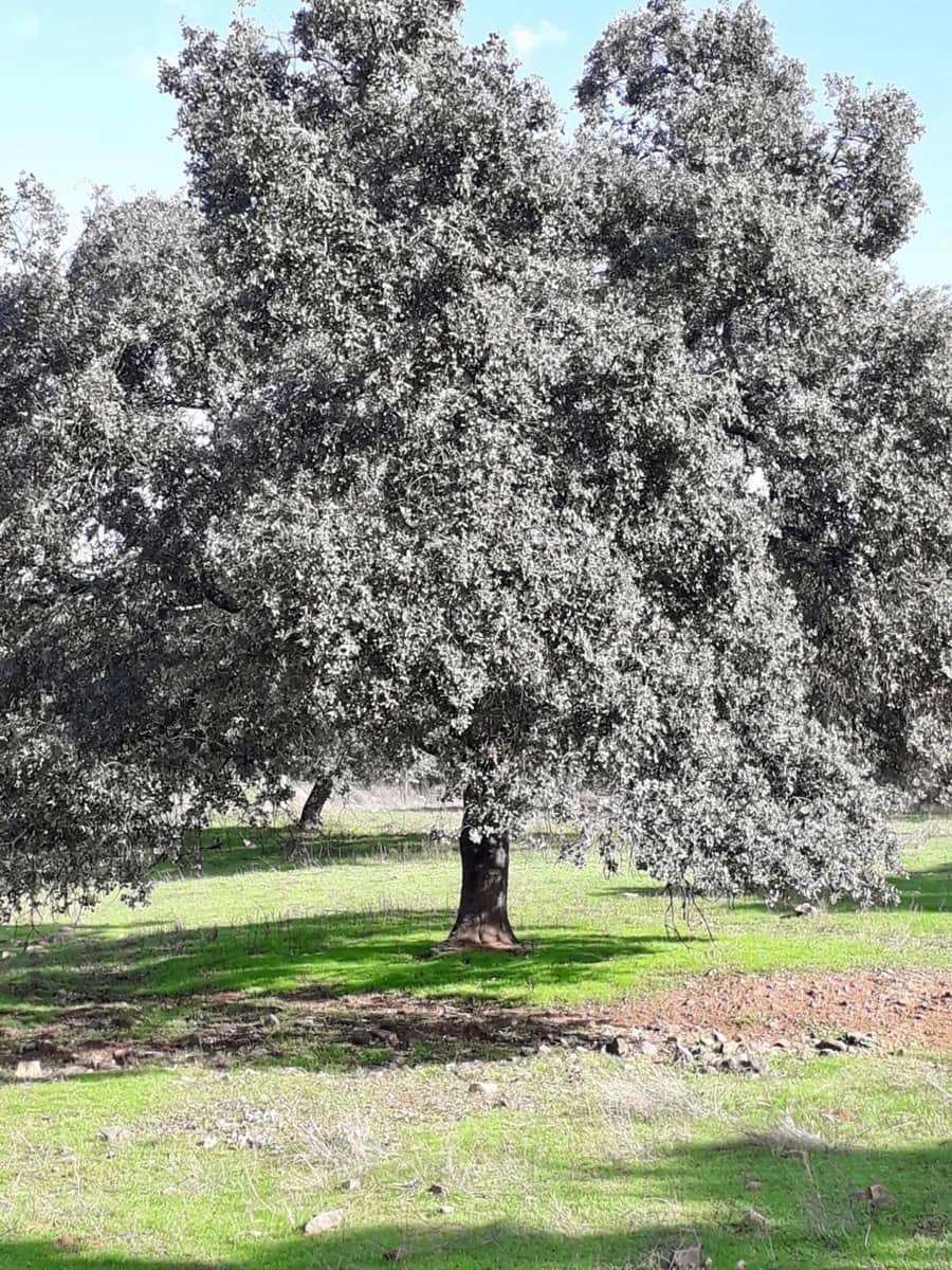 Grunde uden byggetilladelser til salg i Fuente Obejuna - € 190.000 (Ref: 9360011)