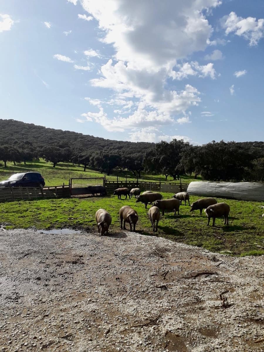 Grunde uden byggetilladelser til salg i Fuente Obejuna - € 190.000 (Ref: 9360011)