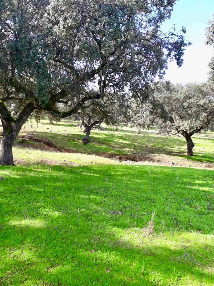 Grunde uden byggetilladelser til salg i Fuente Obejuna - € 190.000 (Ref: 9360011)