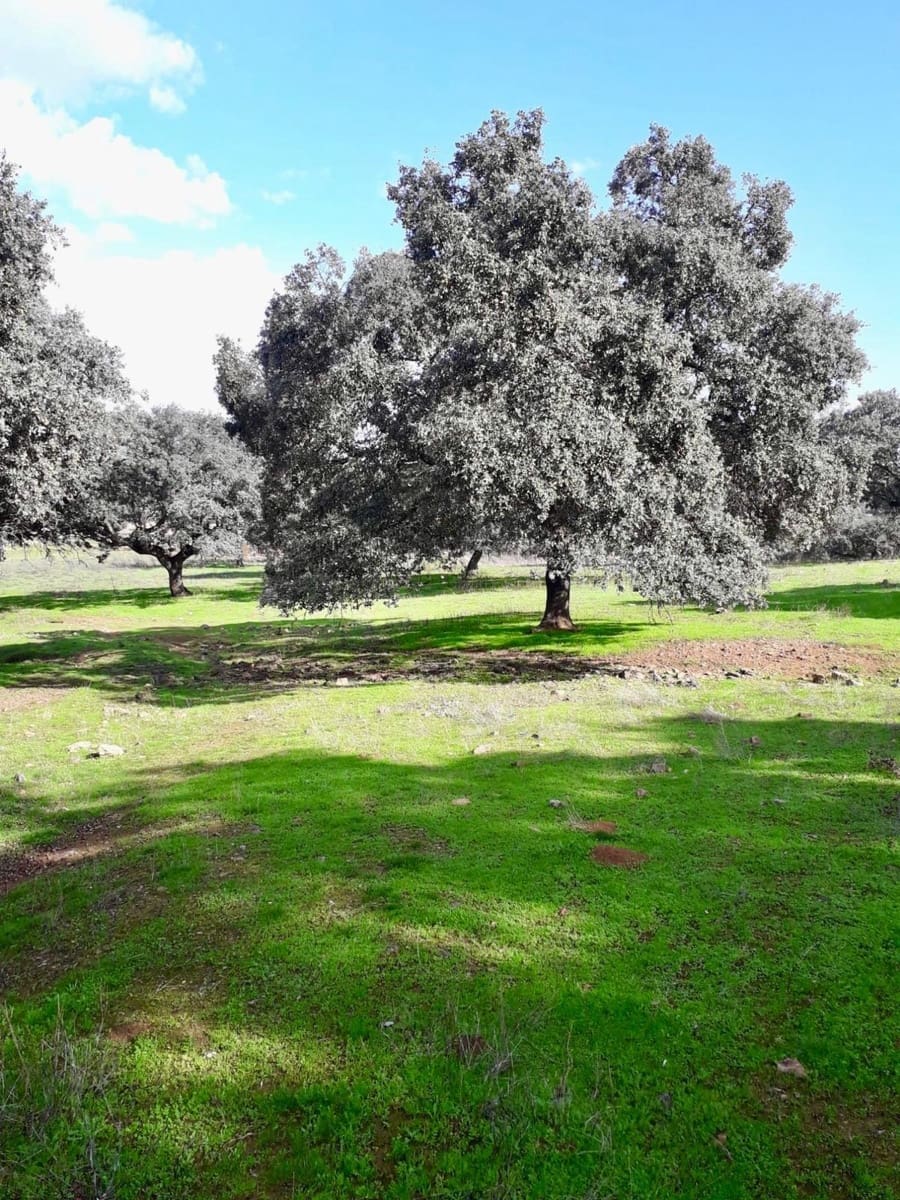 Grunde uden byggetilladelser til salg i Fuente Obejuna - € 190.000 (Ref: 9360011)