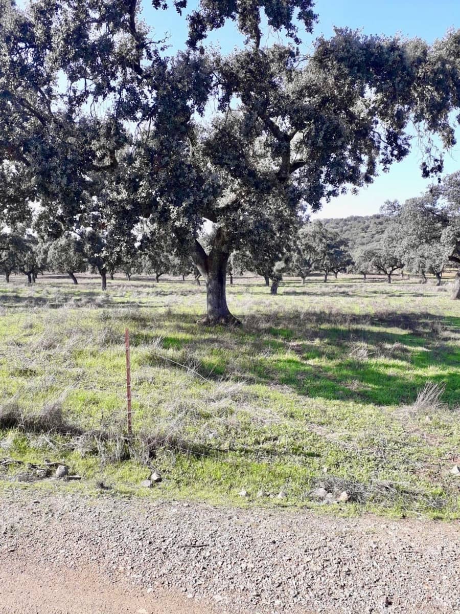 Grunde uden byggetilladelser til salg i Fuente Obejuna - € 190.000 (Ref: 9360011)