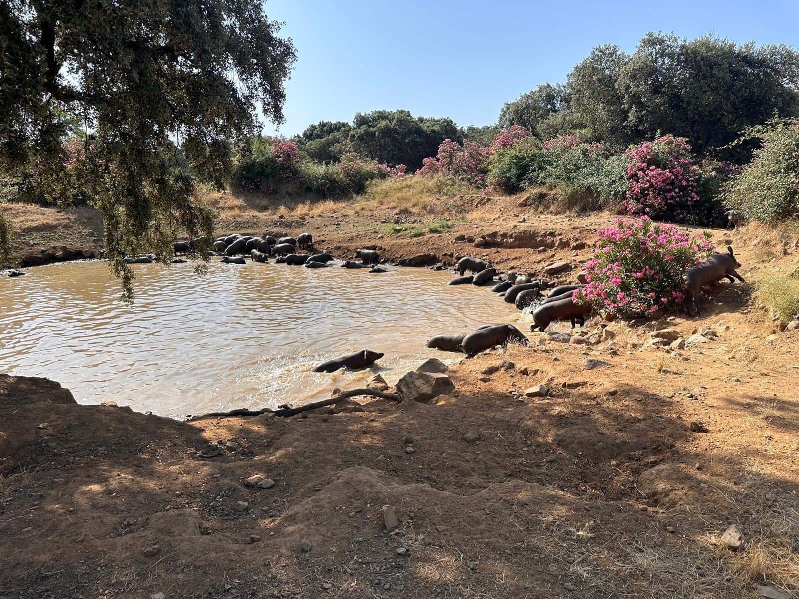 Grunde uden byggetilladelser til salg i Fuente Obejuna - € 190.000 (Ref: 9360011)