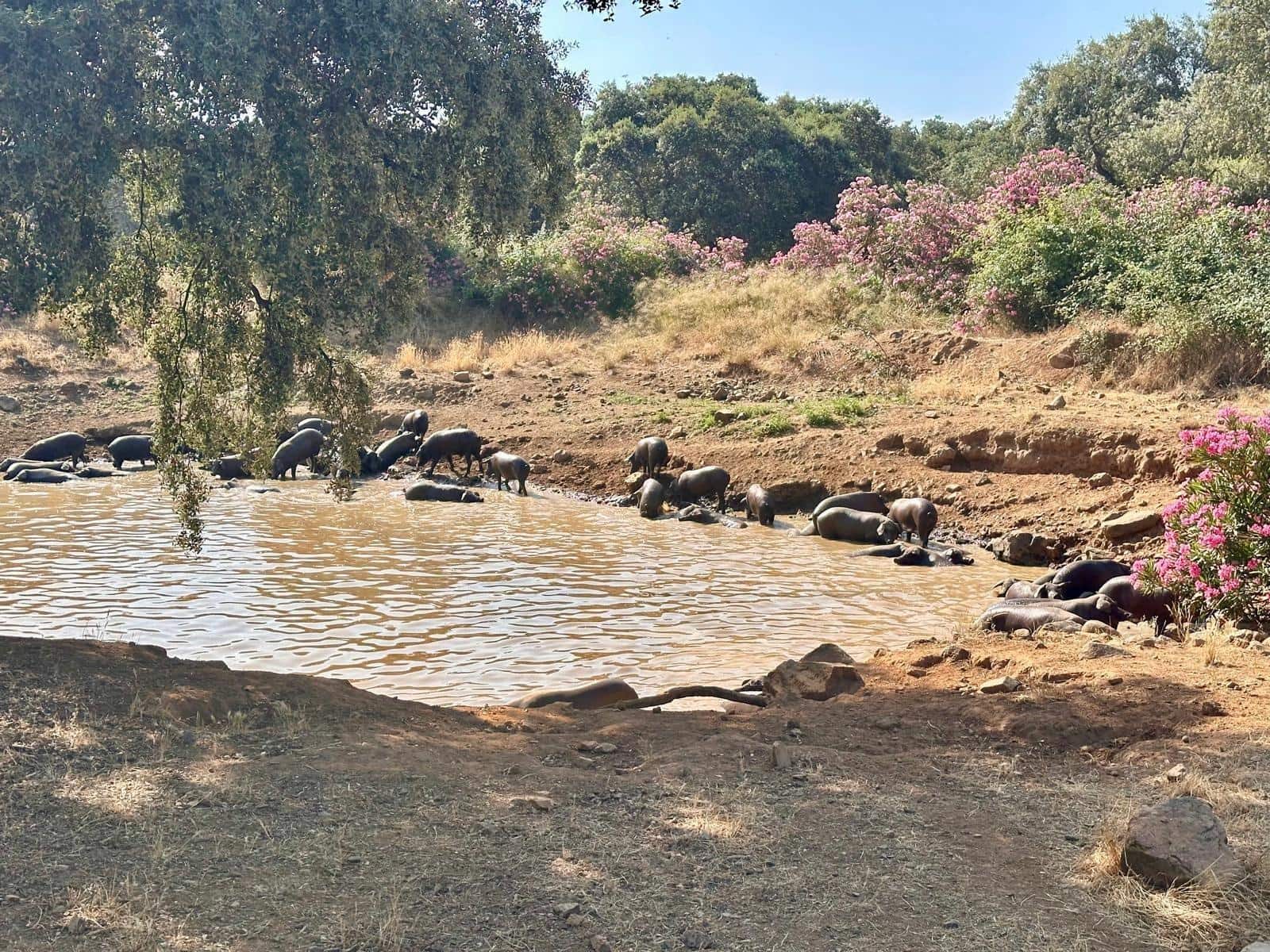 Grunde uden byggetilladelser til salg i Fuente Obejuna - € 190.000 (Ref: 9360011)