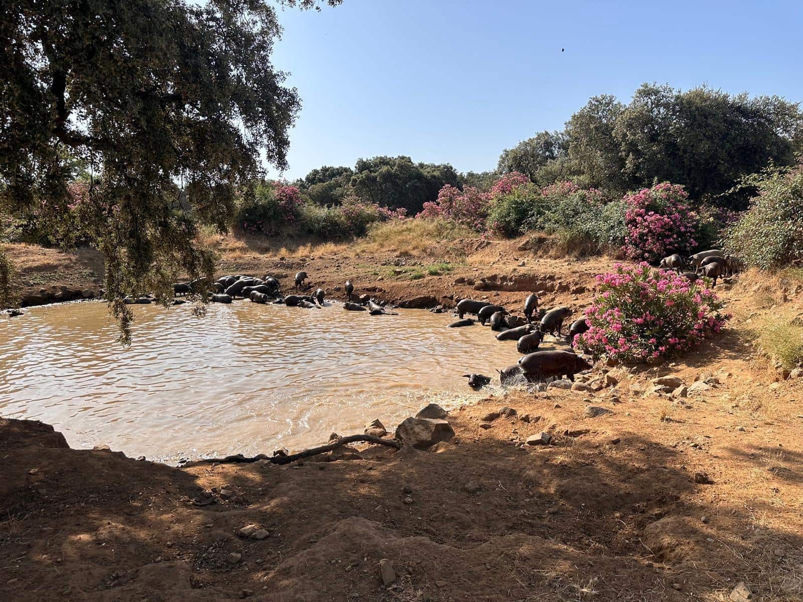 Grunde uden byggetilladelser til salg i Fuente Obejuna - € 190.000 (Ref: 9360011)