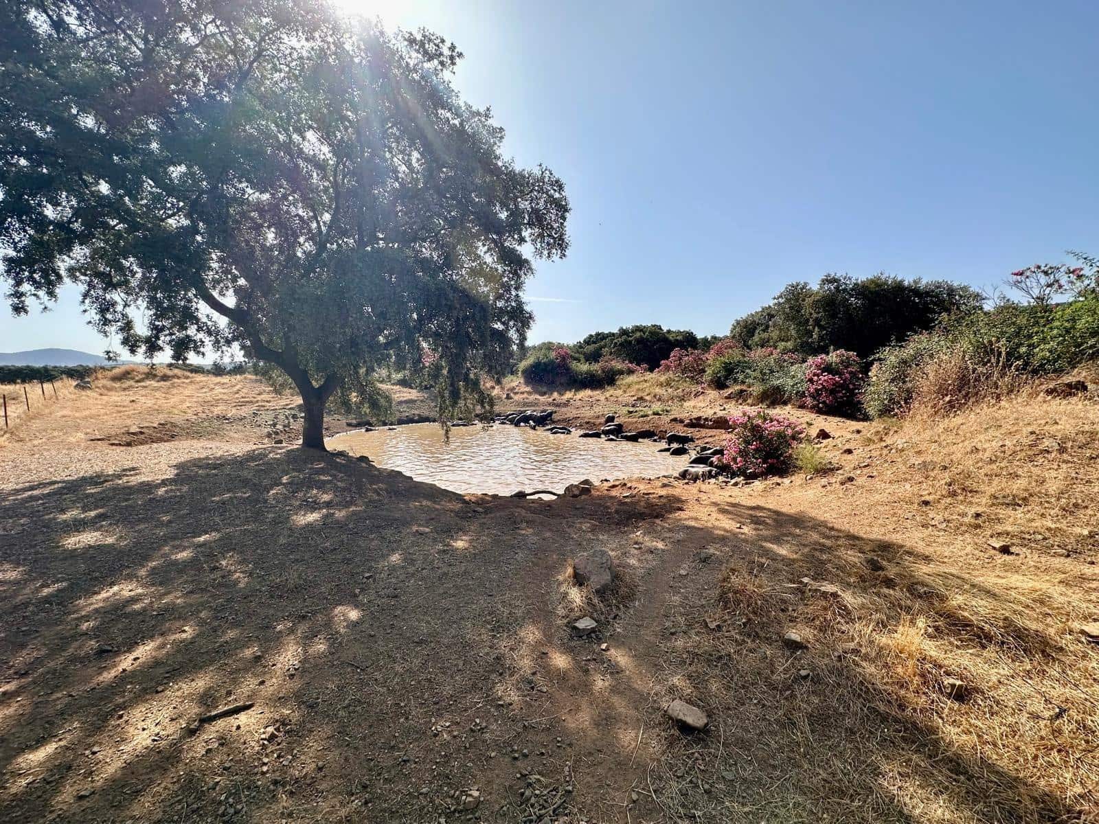 Grunde uden byggetilladelser til salg i Fuente Obejuna - € 190.000 (Ref: 9360011)