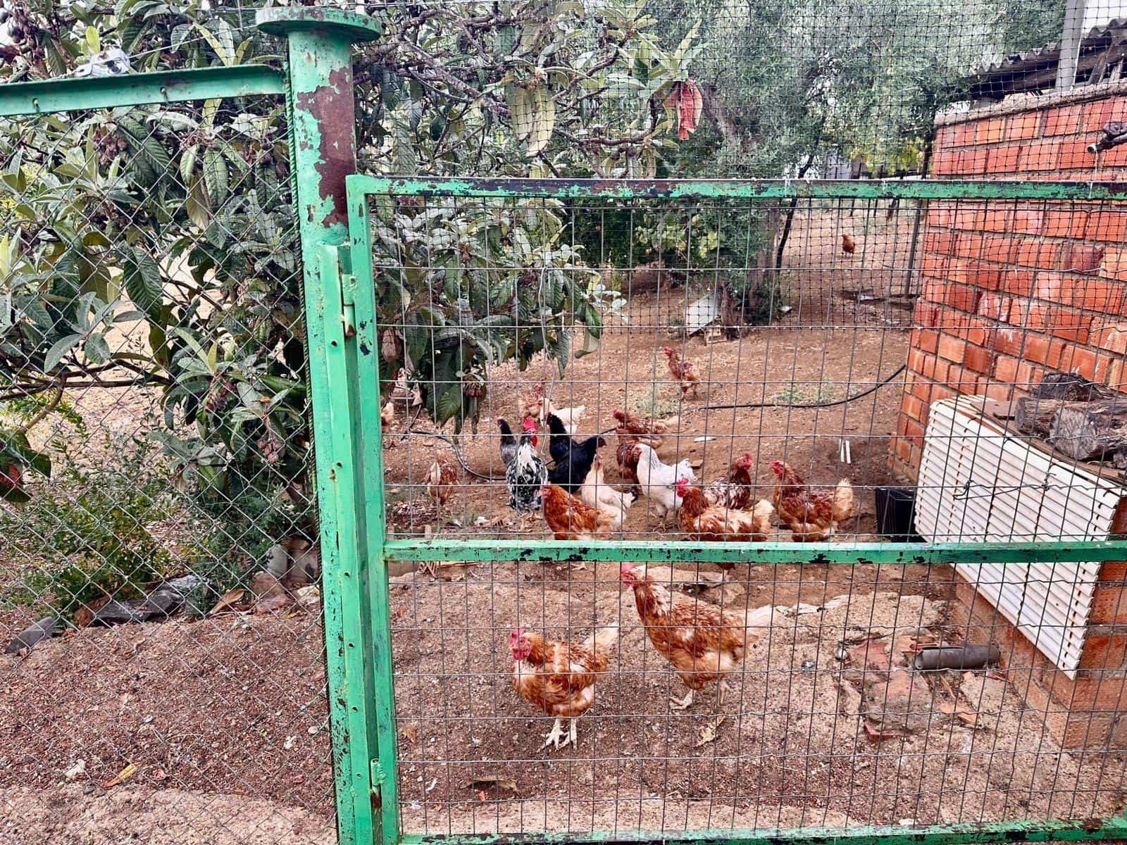 5 sypialnia Finka/Dom wiejski na sprzedaż w Fuente Obejuna z basenem - 110 000 € (Ref: 9360069)