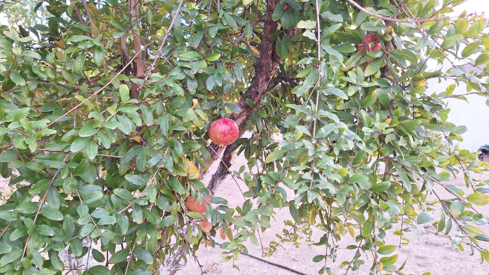 3 slaapkamer Finca/Landhuis te koop in Almodovar del Rio met zwembad garage - € 99.500 (Ref: 9424027)